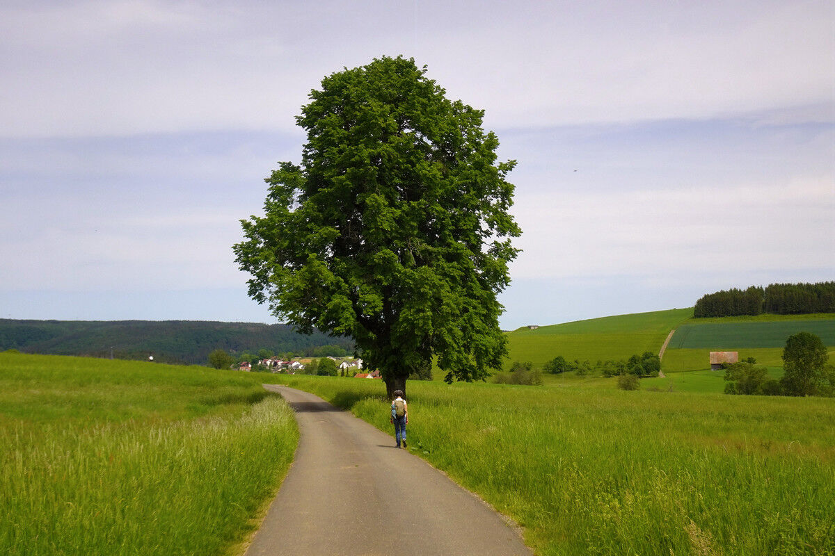 Linde - auf dem Weg nach Riedöschingen.