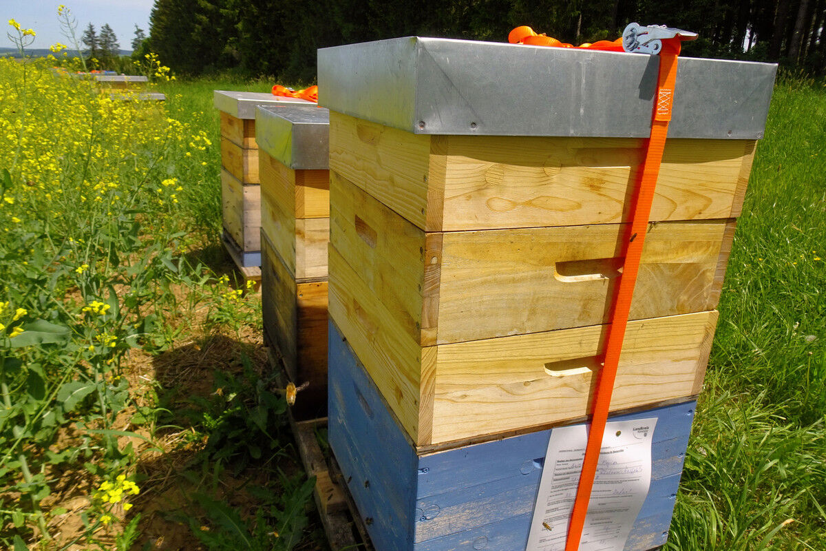Bienenkästen.