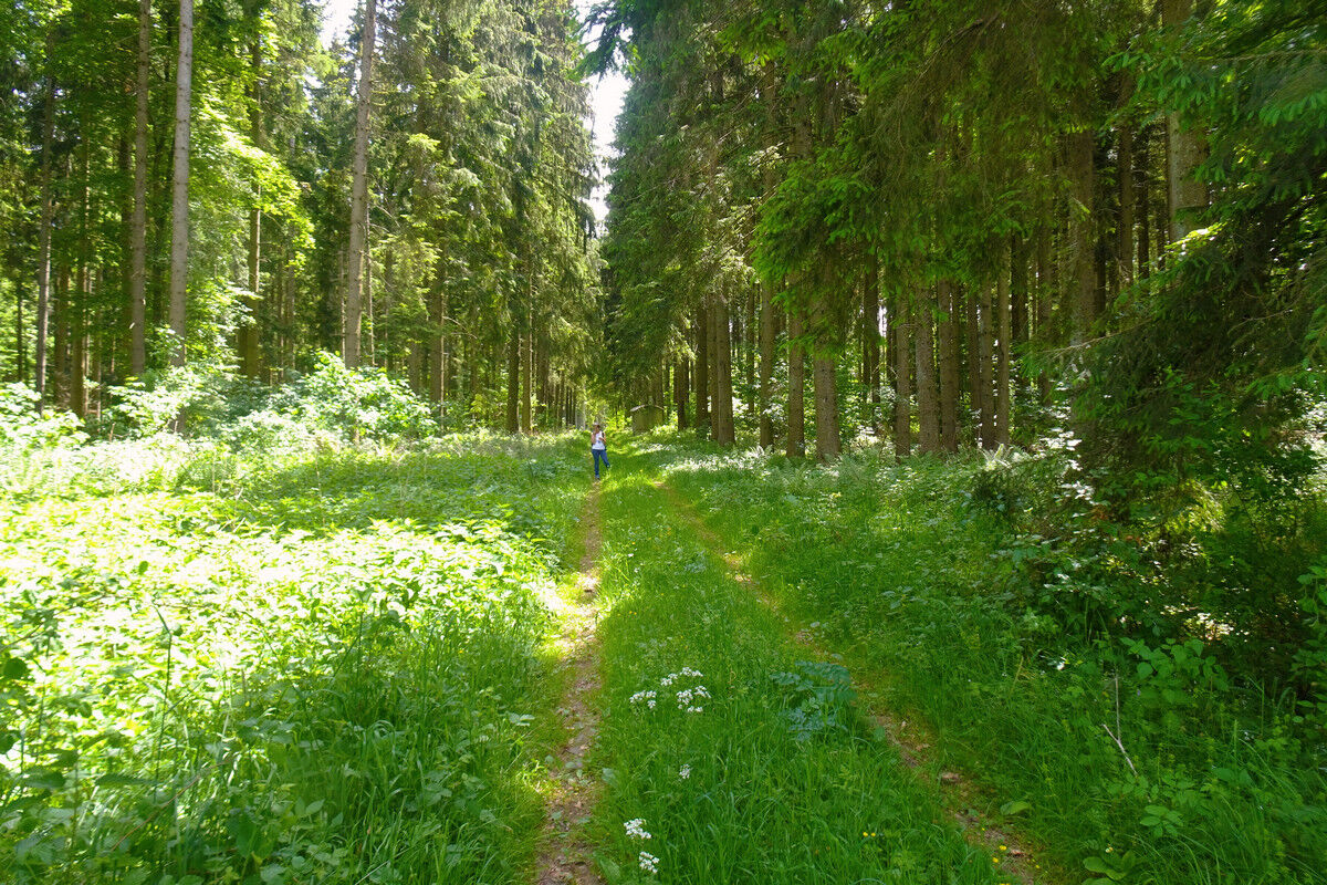 Waldweg.