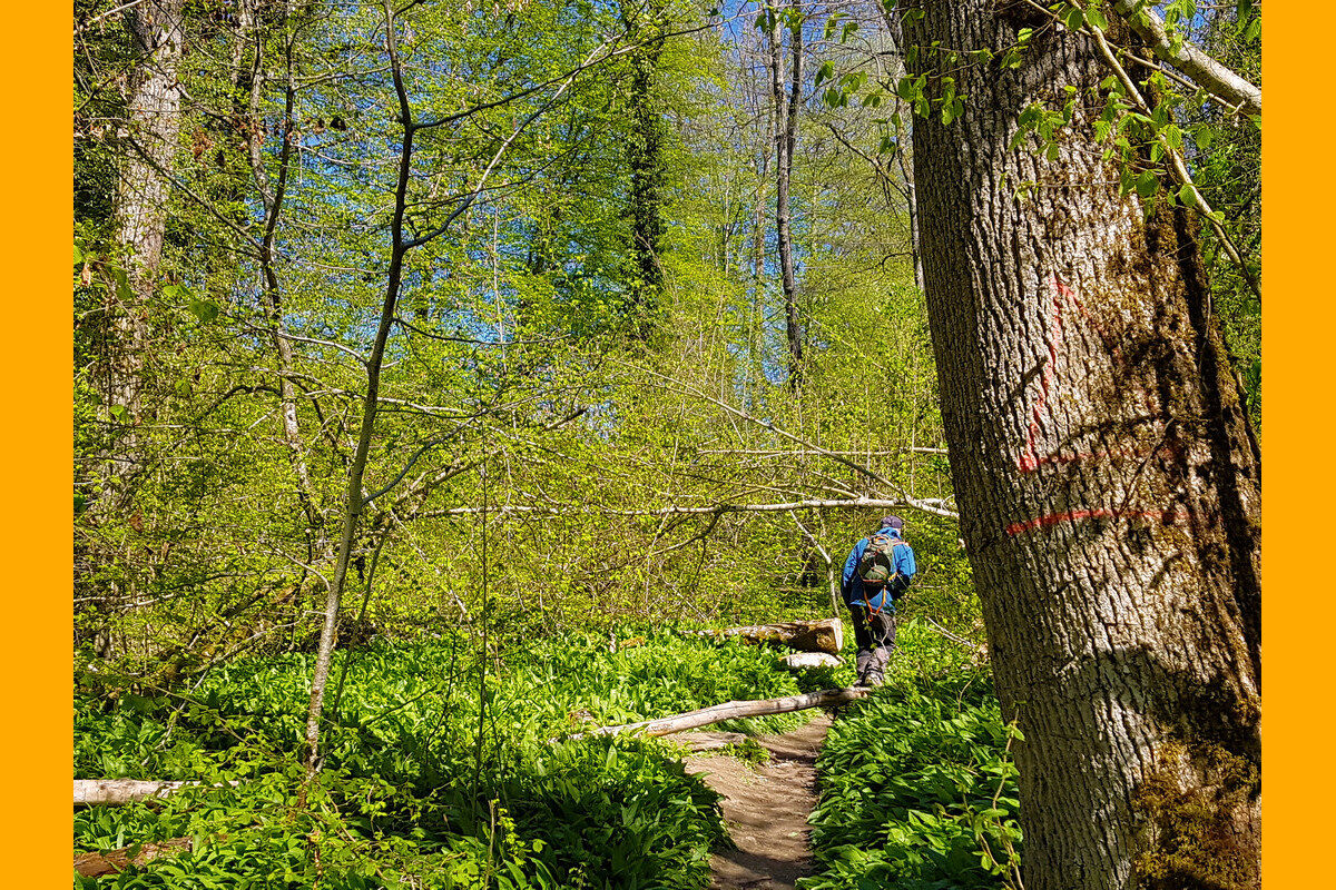 In der Klingenbachschlucht.
