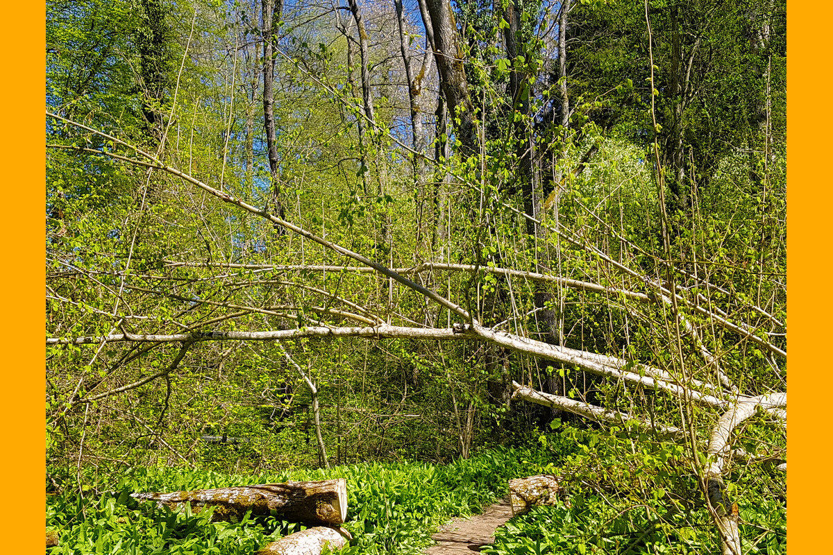 In der Klingenbachschlucht.
