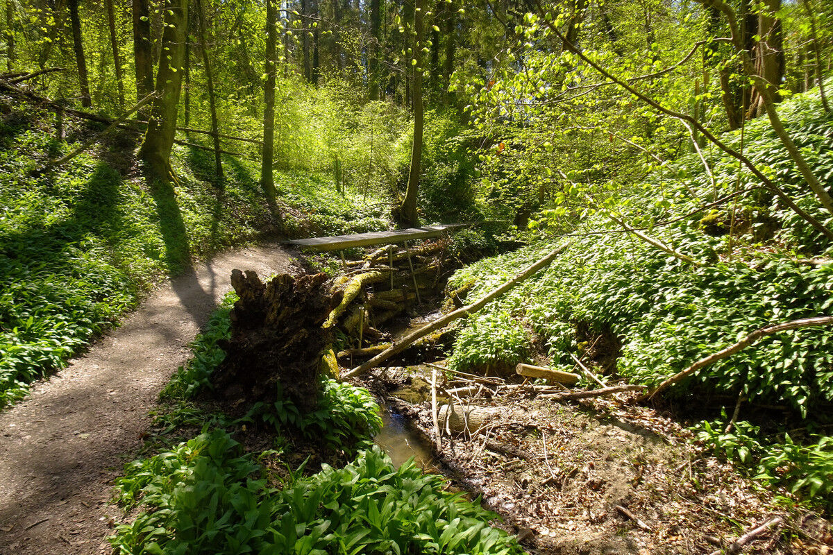 In der Klingenbachschlucht.