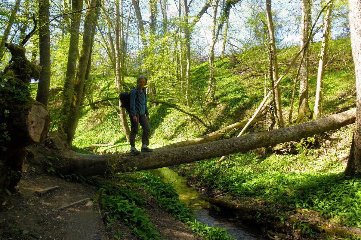 In der Klingenbachschlucht.