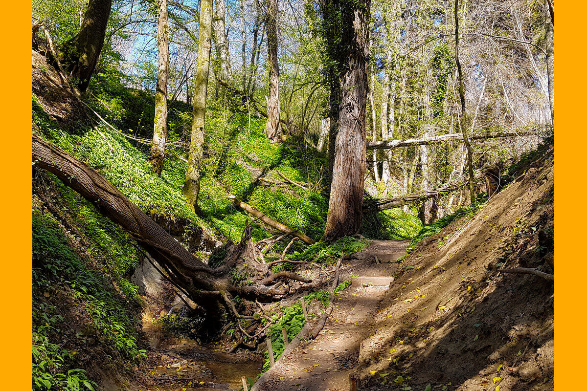 In der Klingenbachschlucht.