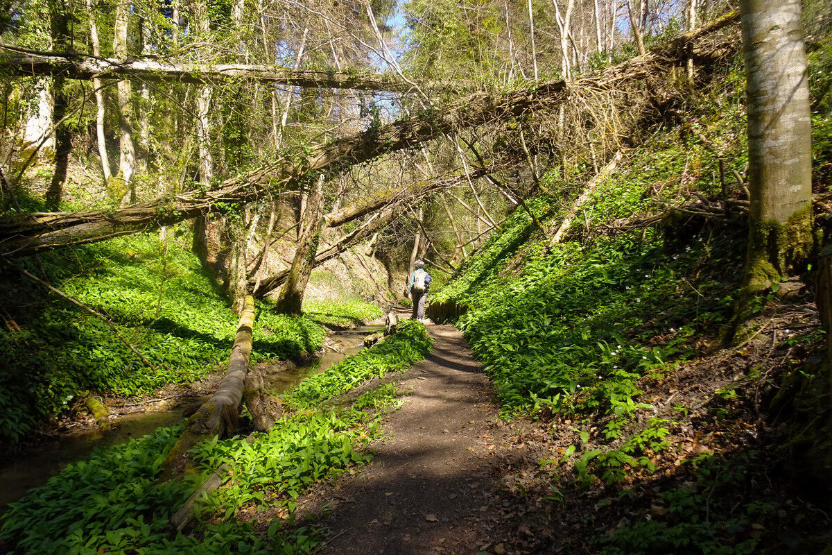 In der Klingenbachschlucht.