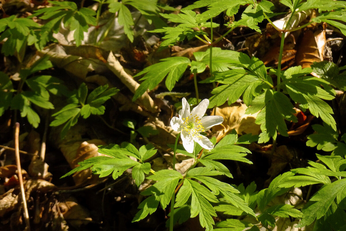 In der Klingenbachschlucht.