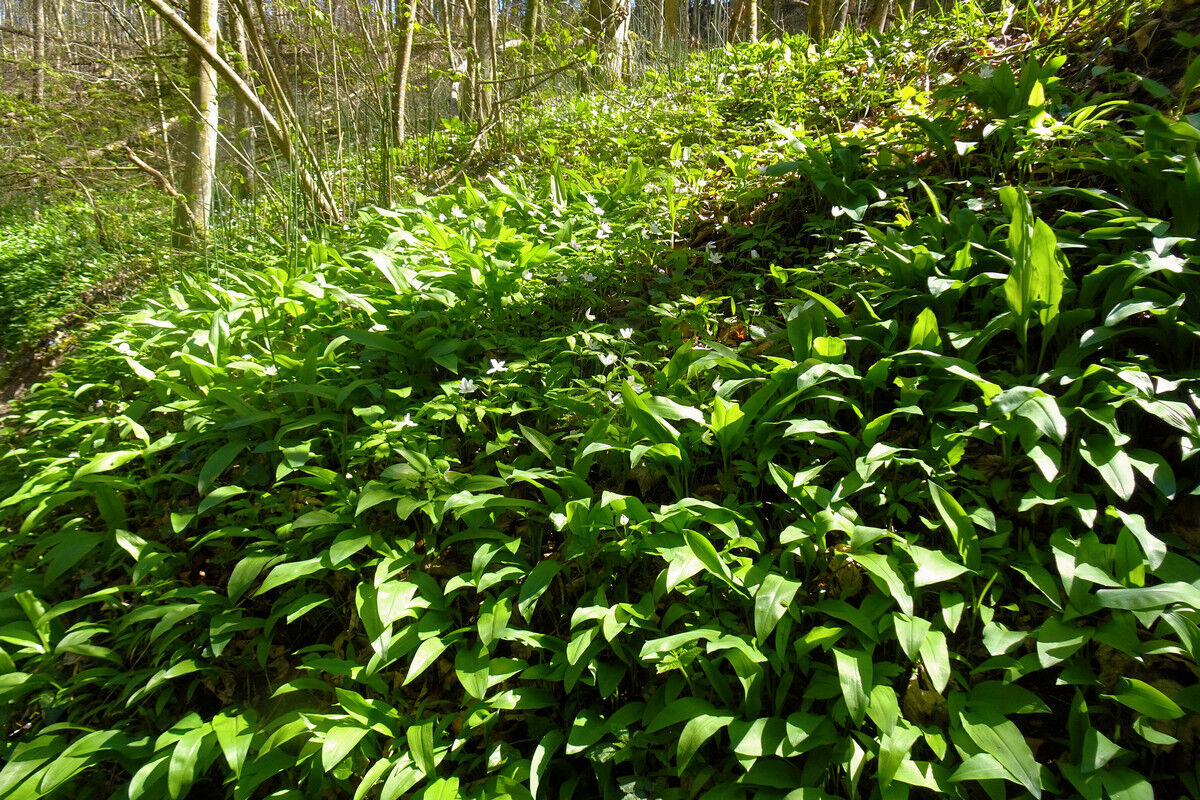 In der Klingenbachschlucht.