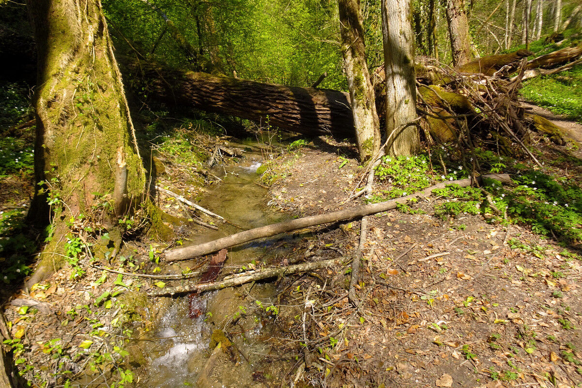 In der Klingenbachschlucht.