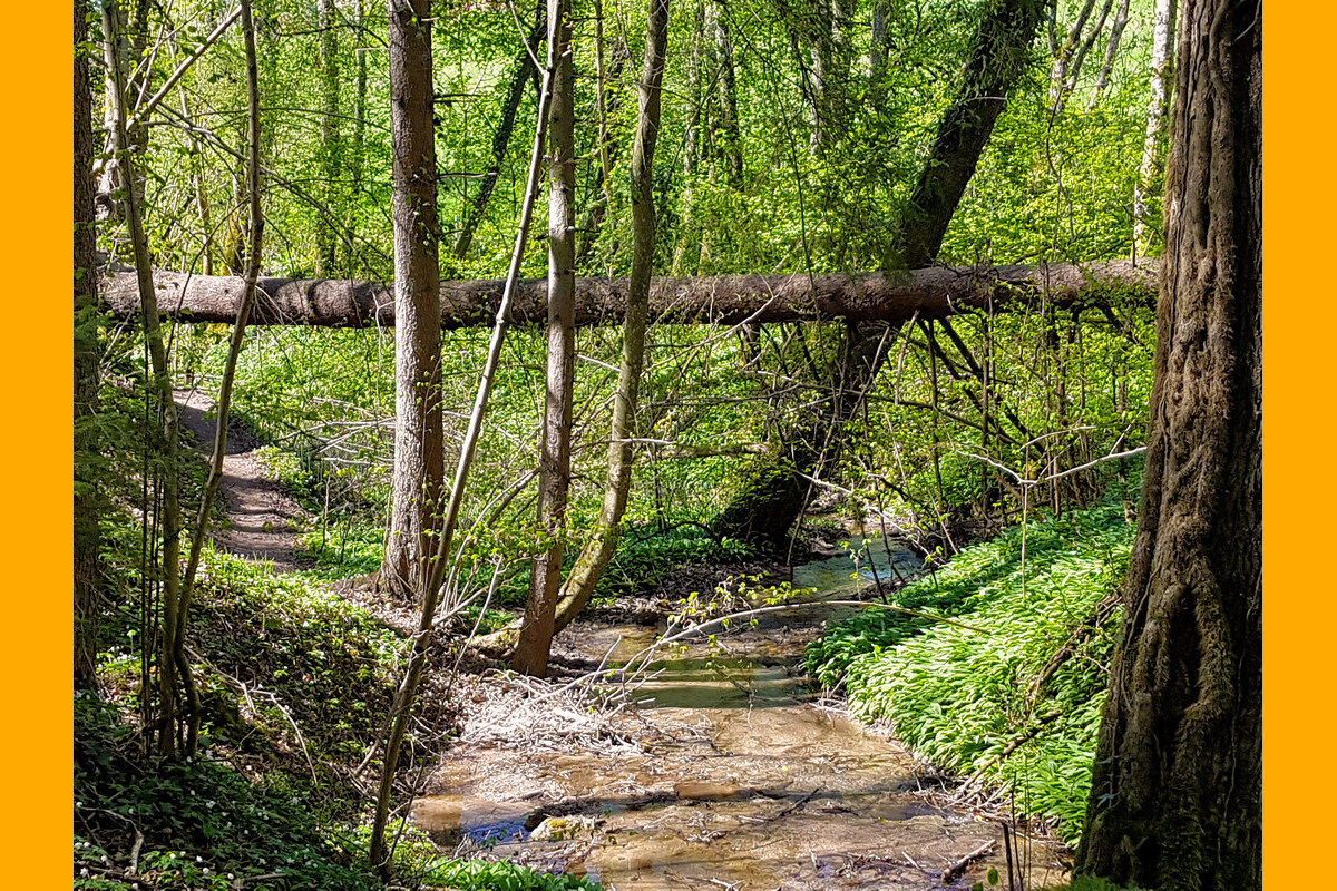 In der Klingenbachschlucht.