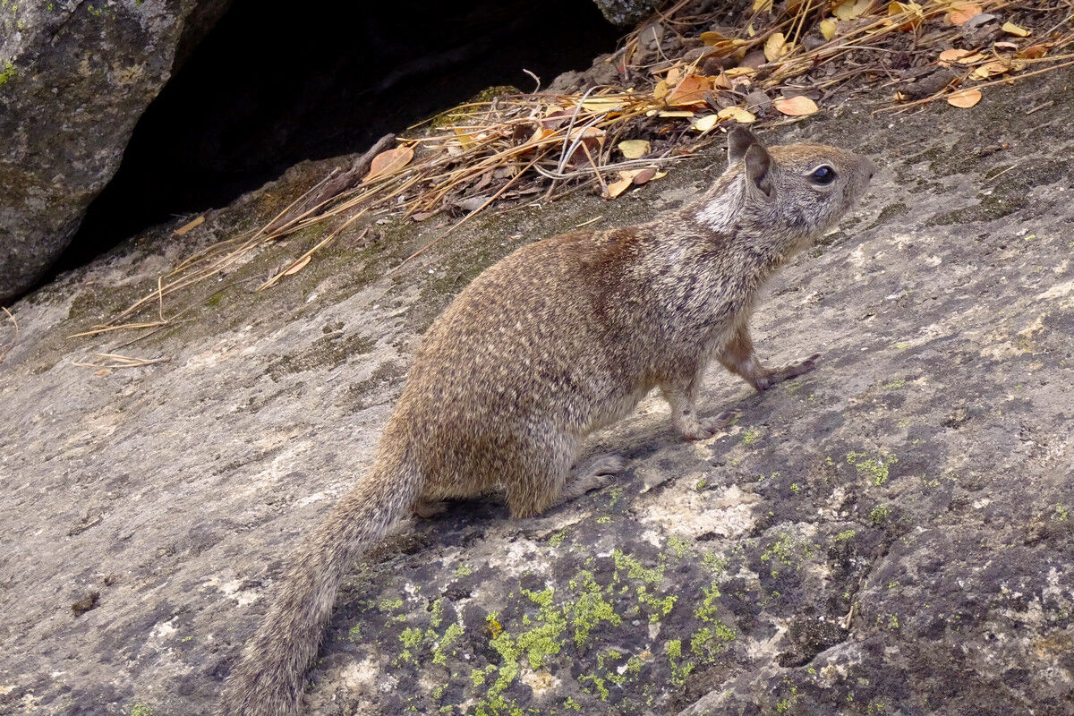 Kalifornischer Ziesel.