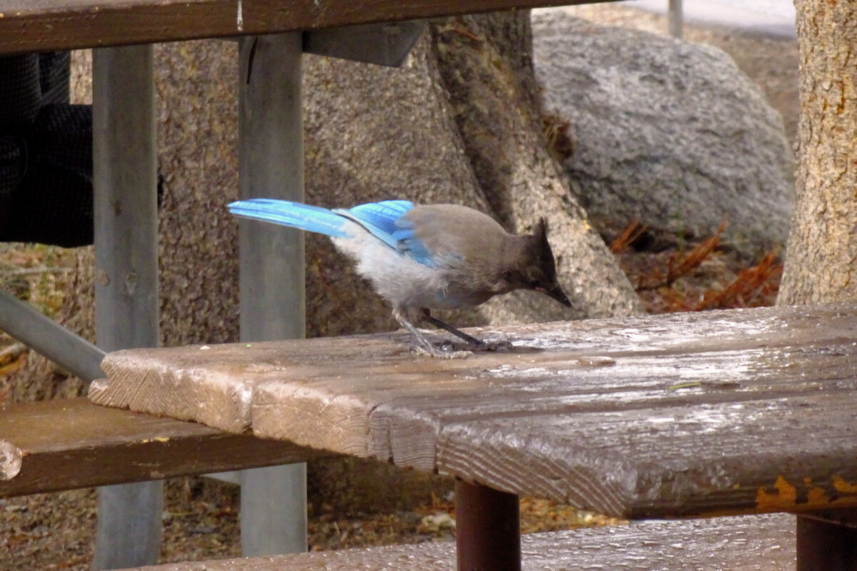 Diademhäher - amerikanischer Singvogel, 30–34 cm Körperlänge, ausgeprägter Federschopf.