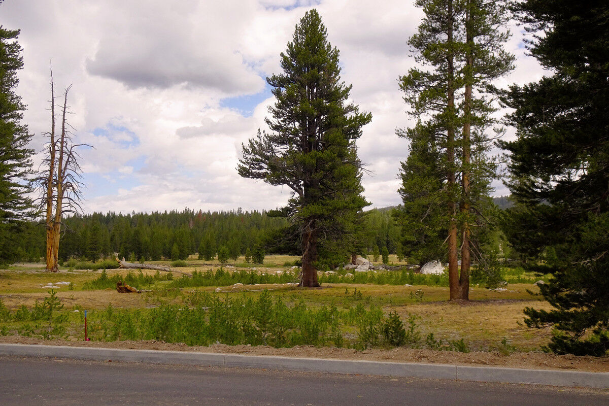 Tuolumne Meadows.
