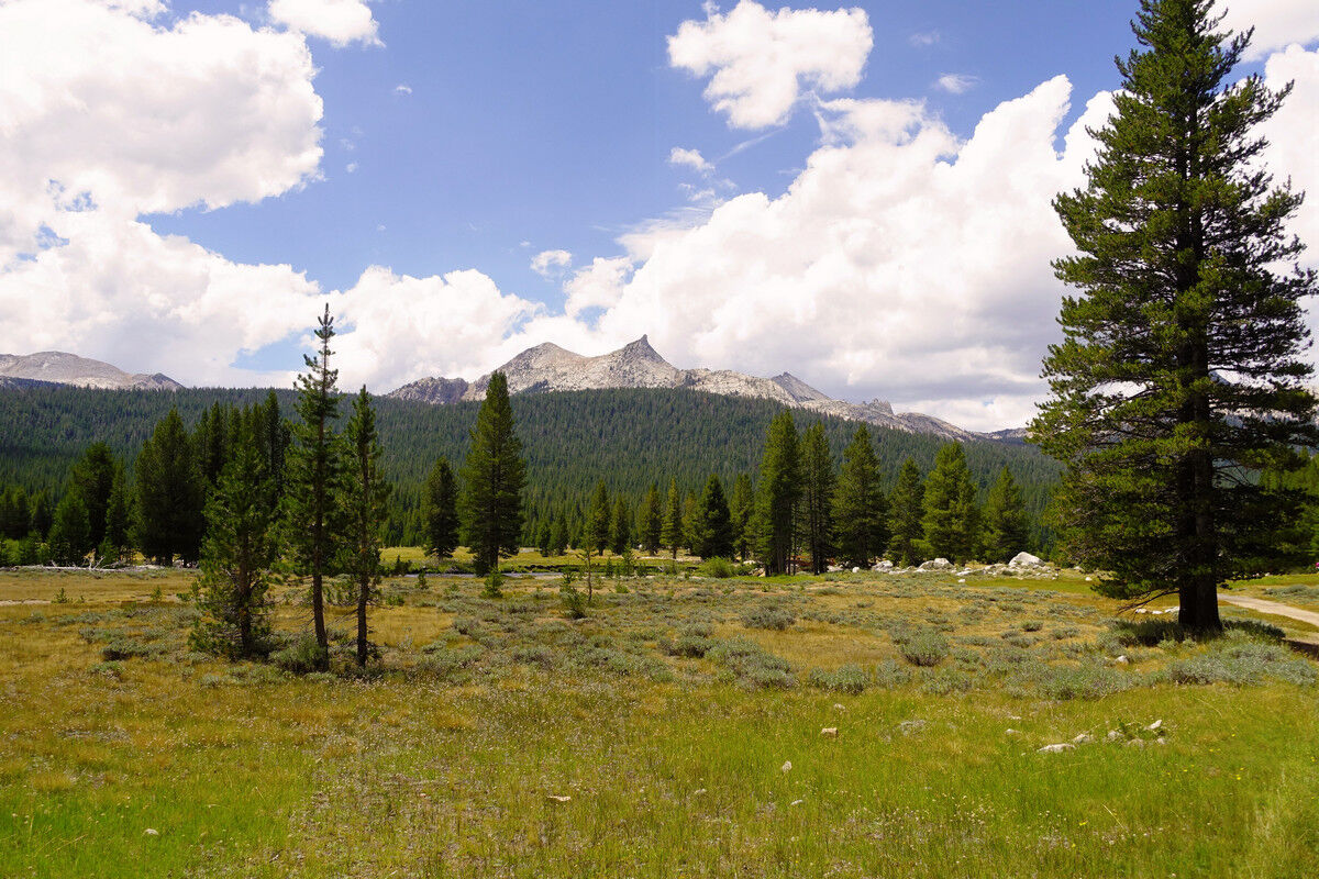 Tuolumne Meadows.