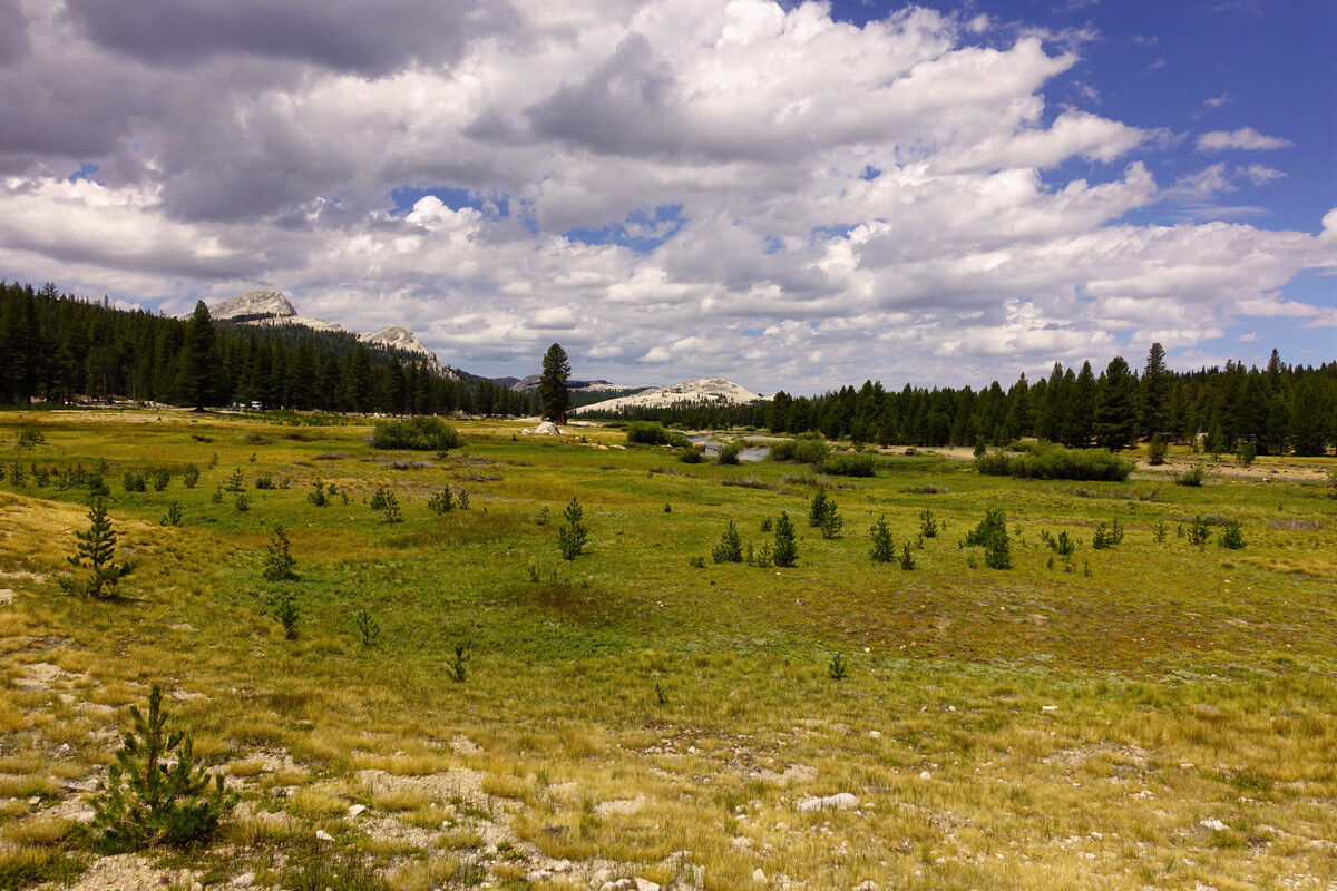 Tuolumne Meadows.