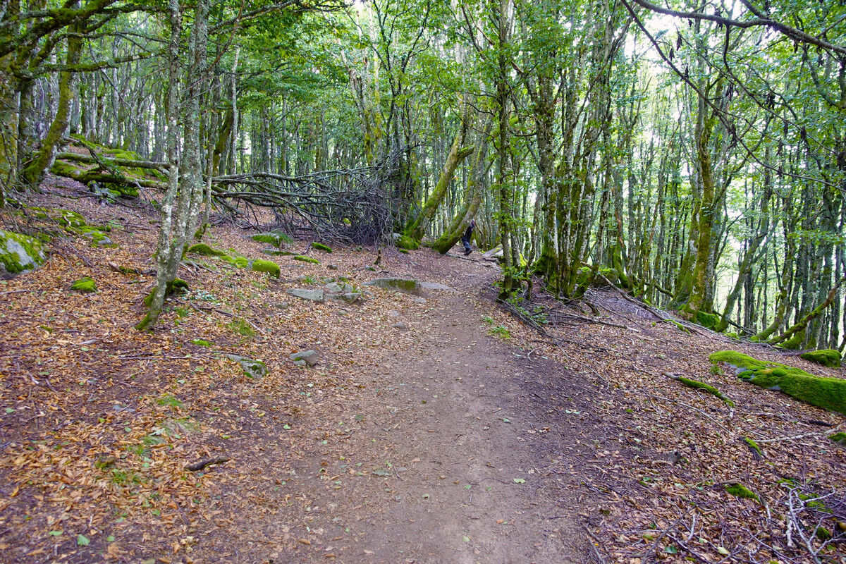 Im Buchenwald am Kastelberg.