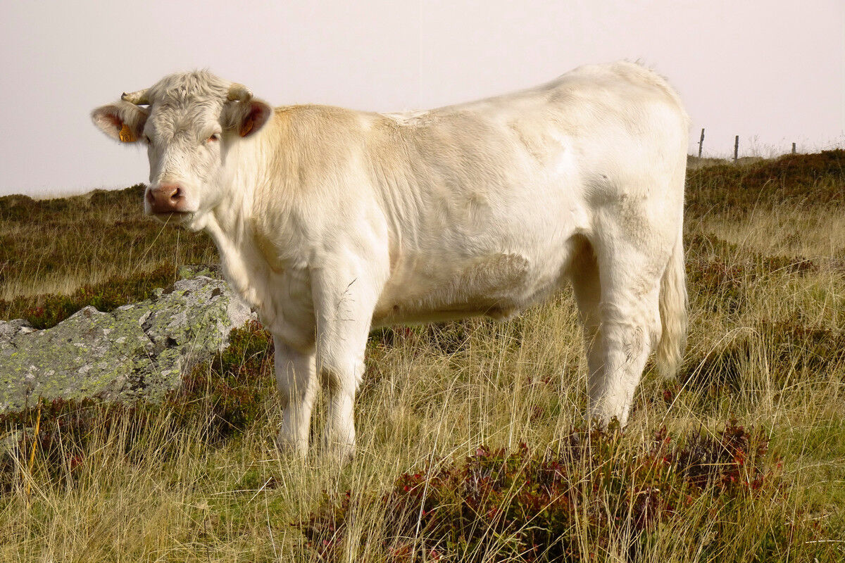 Friedliche Kuh am Kastelberg.