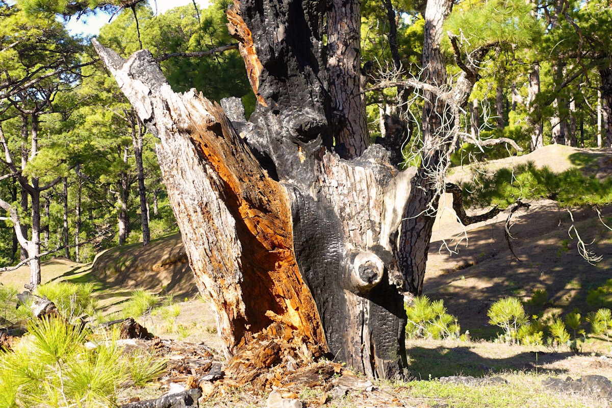 Auf dem Aufstieg zum Mercadel.