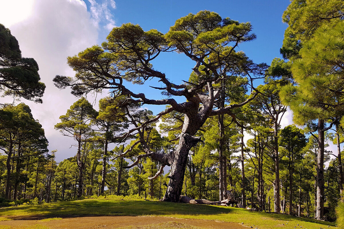 Auf dem Aufstieg zum Mercadel.