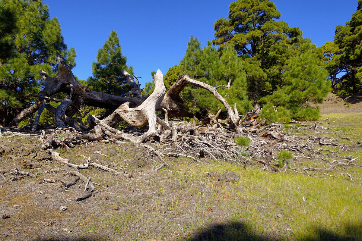 Auf dem Aufstieg zum Mercadel.