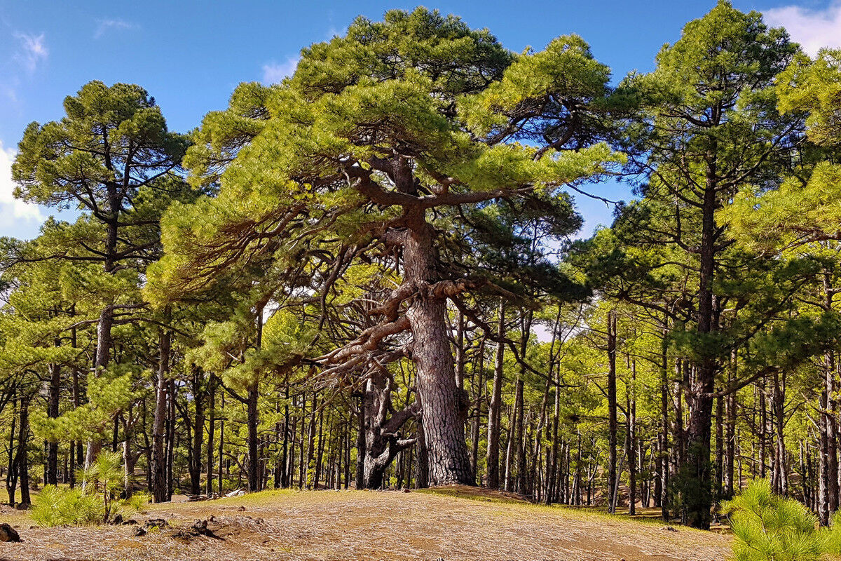 Auf dem Aufstieg zum Mercadel.