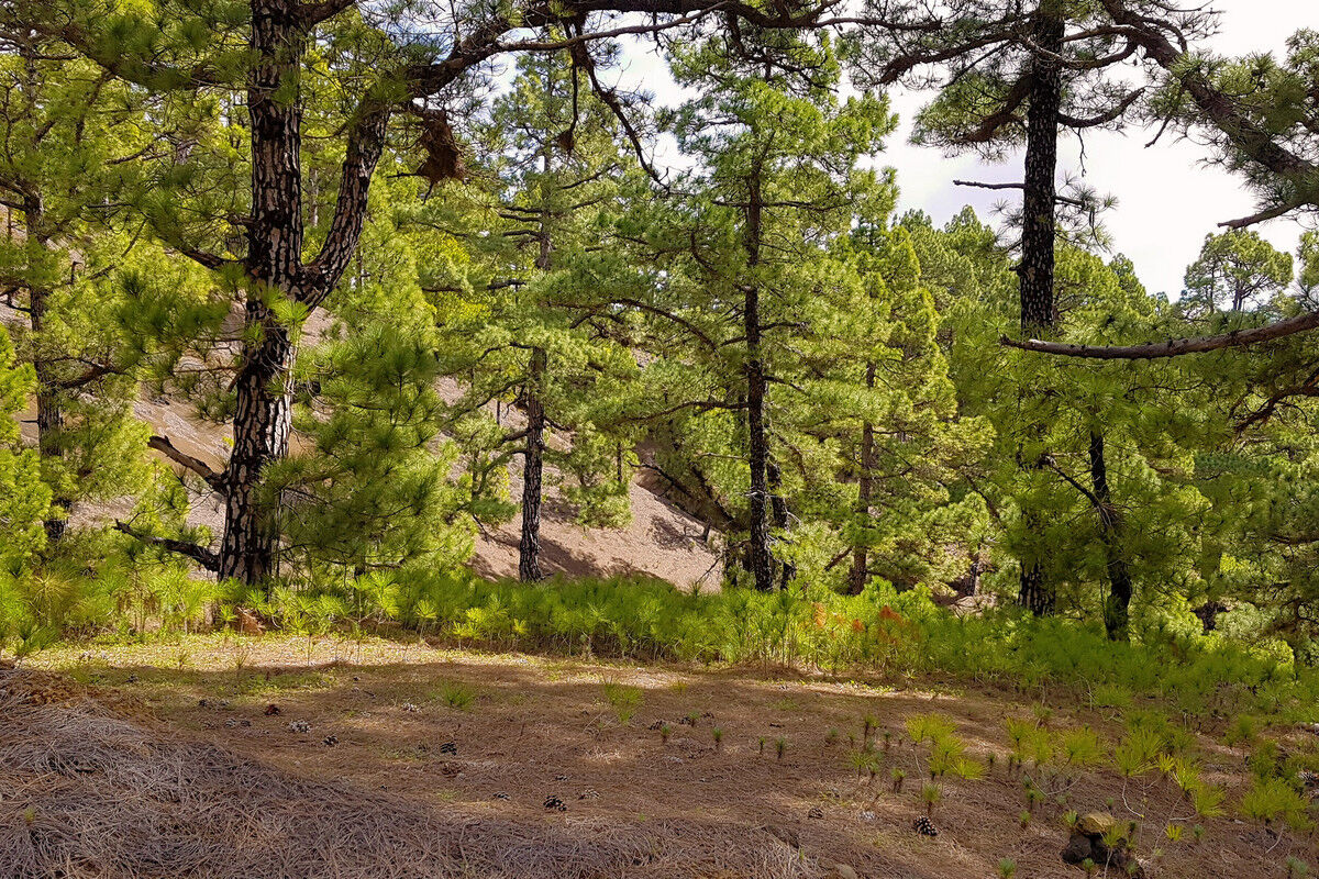 Abstieg vom Mercadel.