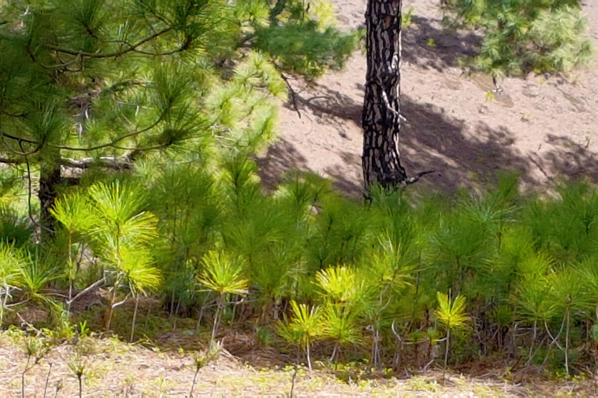Abstieg vom Mercadel.