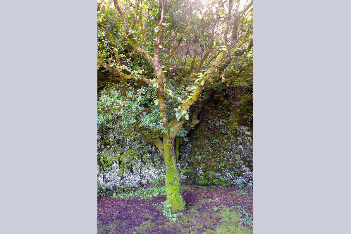 Árbol Garoé - der neue Árbol, ein Stinklorbeerbaum.