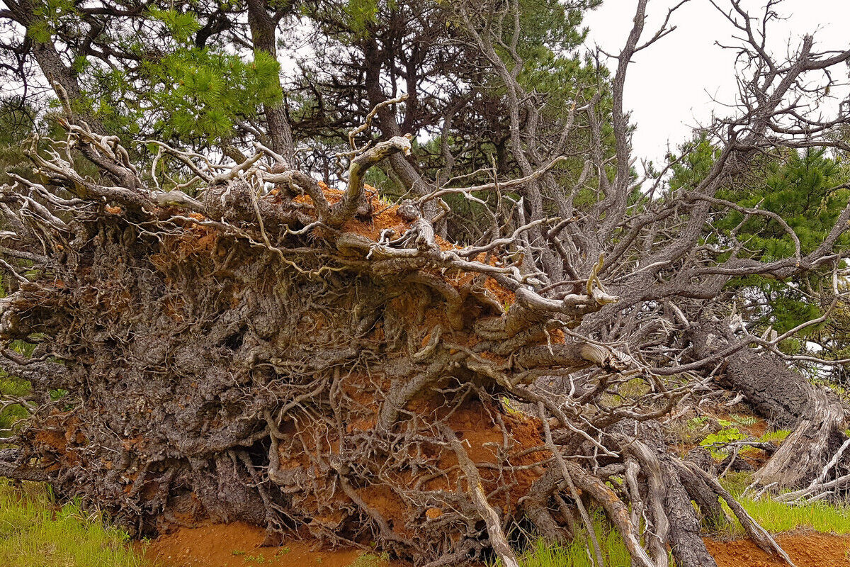 Auf dem Kammweg zurück zum Charca de Tefirabe.