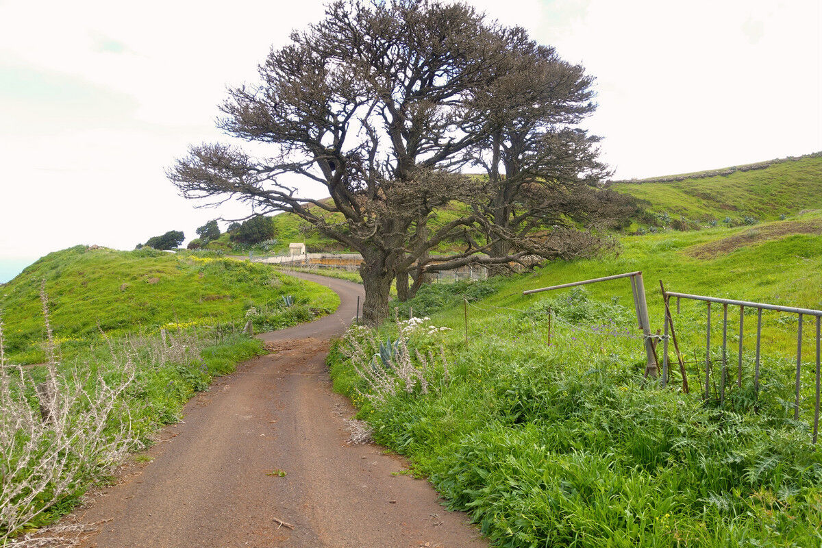 Auf dem Kammweg zurück zum Charca de Tefirabe.