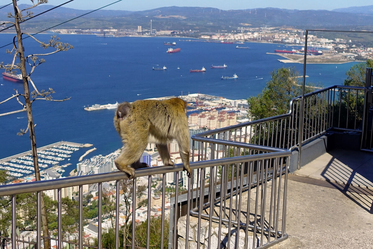 Wagemutiger Berberaffe.