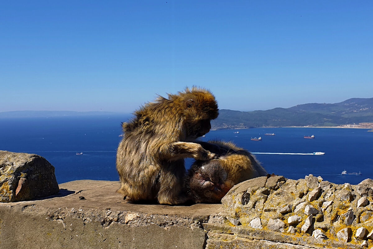 Die beiden Berberaffen lassen sich nicht stören.