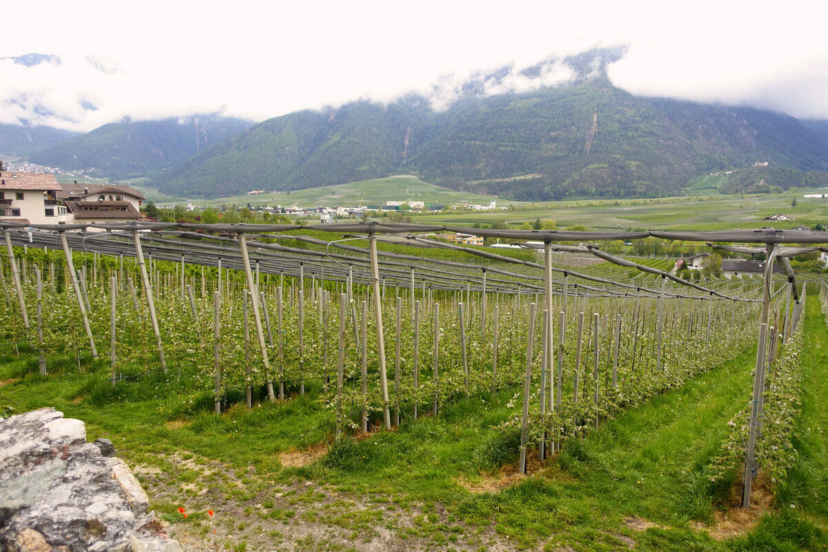 Apfelplantage bei Goldrain.