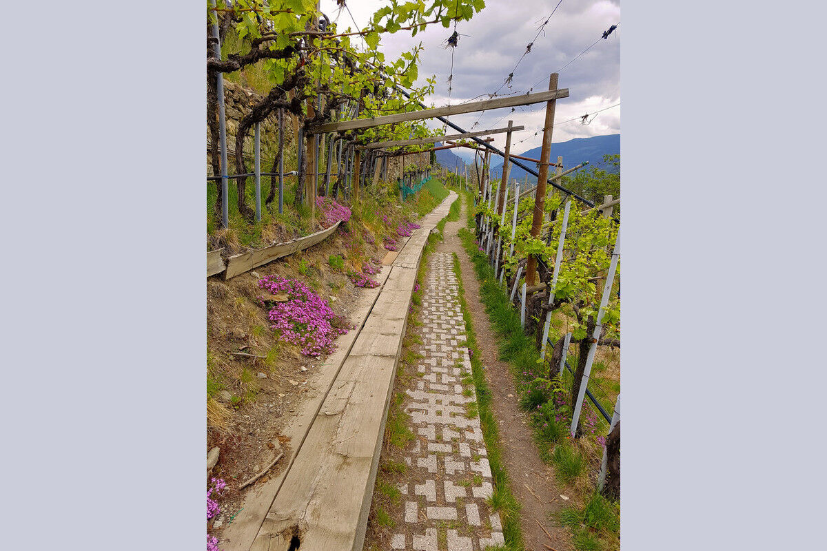 Auf dem Latschanderwaalweg in den Weinreben.