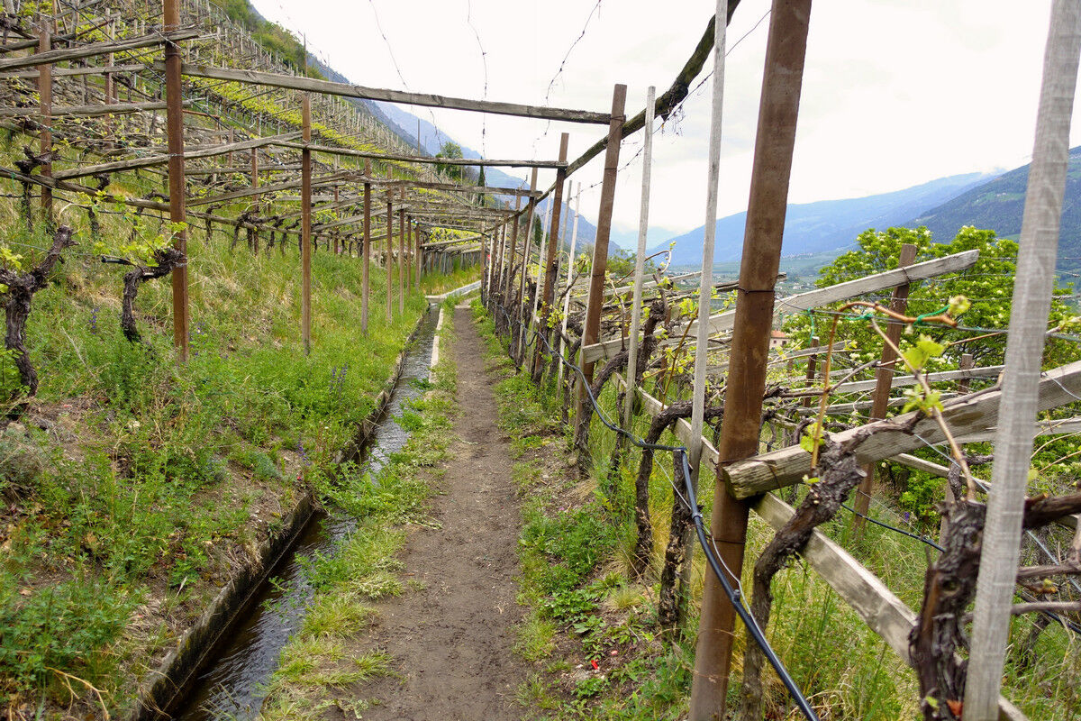 Auf dem Latschanderwaalweg in den Weinreben.