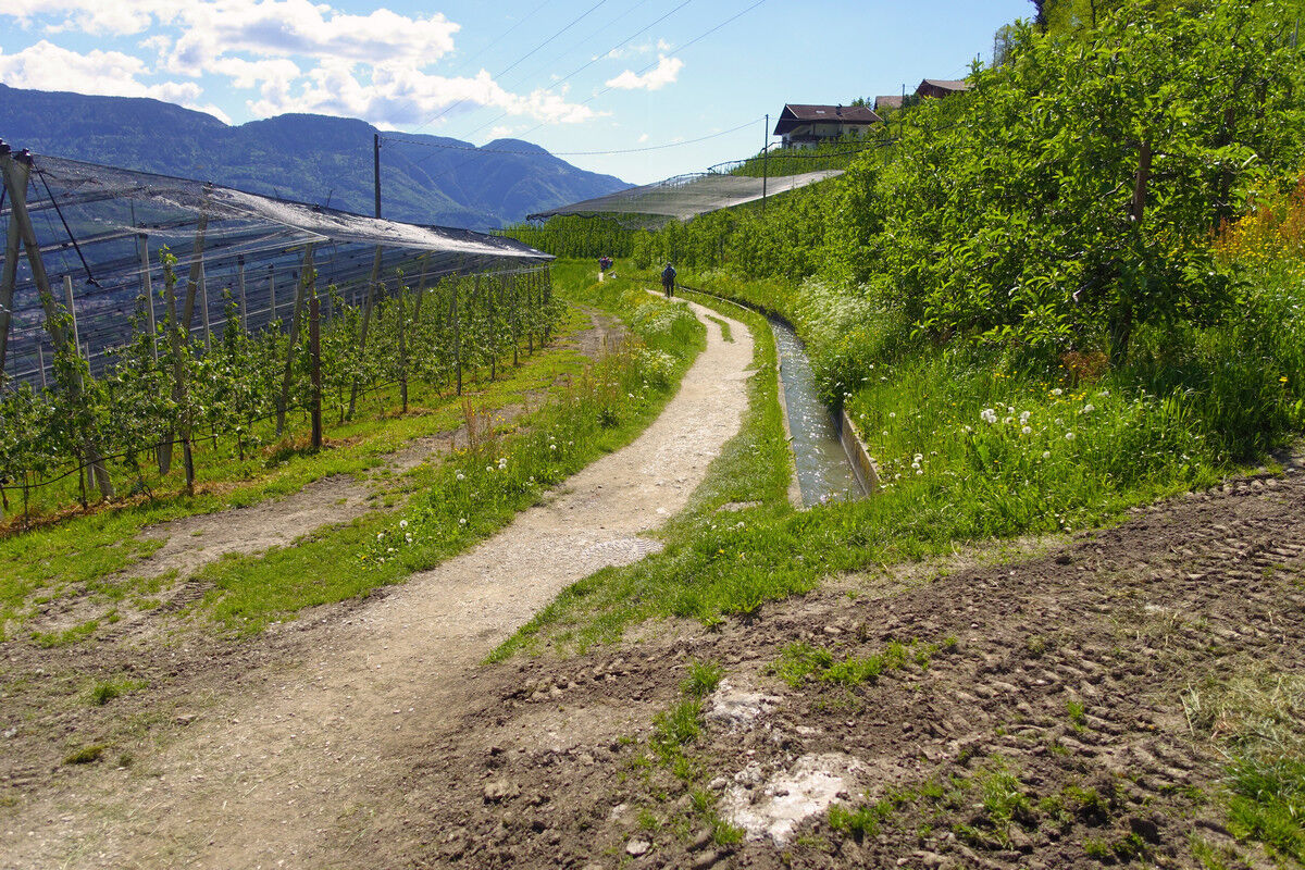 Auf dem Marlinger Waalweg.