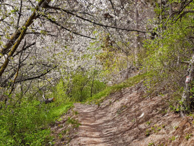 Auf dem Sonnensteig.
