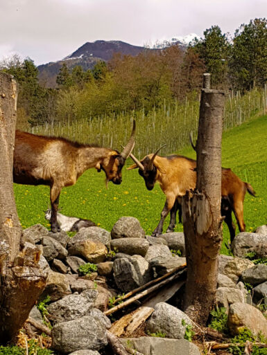 Auf dem Sonnensteig.