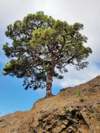 Aufstieg auf dem Camino Real.