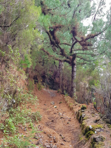 Aufstieg auf dem Camino Real.