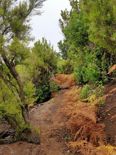 Auf dem Kammweg Cumbre Nueva.