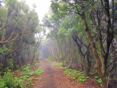 Auf dem Kammweg Cumbre Nueva.