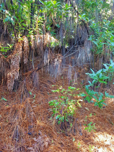 Auf dem Kammweg Cumbre Nueva.