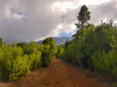 Auf dem Rückweg nach La Zarza.