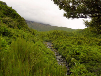 Hier würde der Mounga Taranaki die Wilkies Pools überragen, heute versteckt er sich im Nebel.