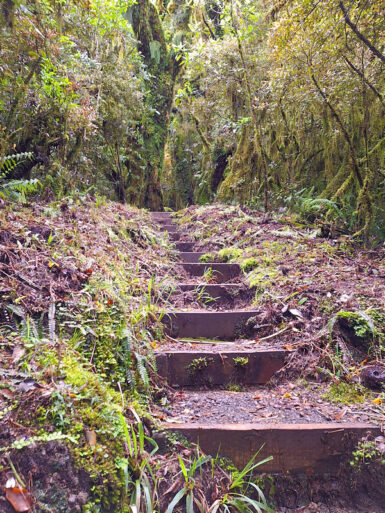 Waingongoro Track.